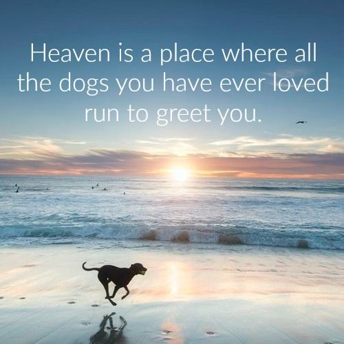 Heaven for dogs