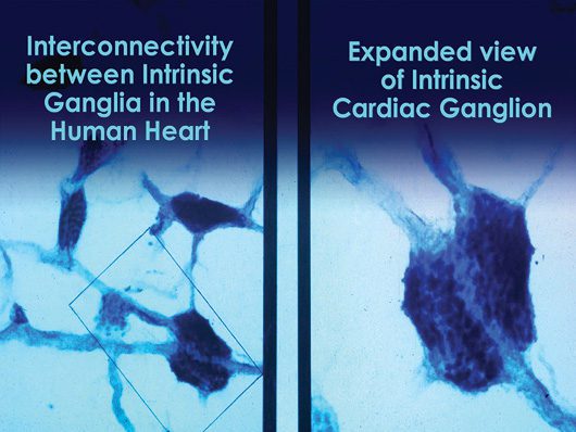 Interconnected Neurons in the Heart