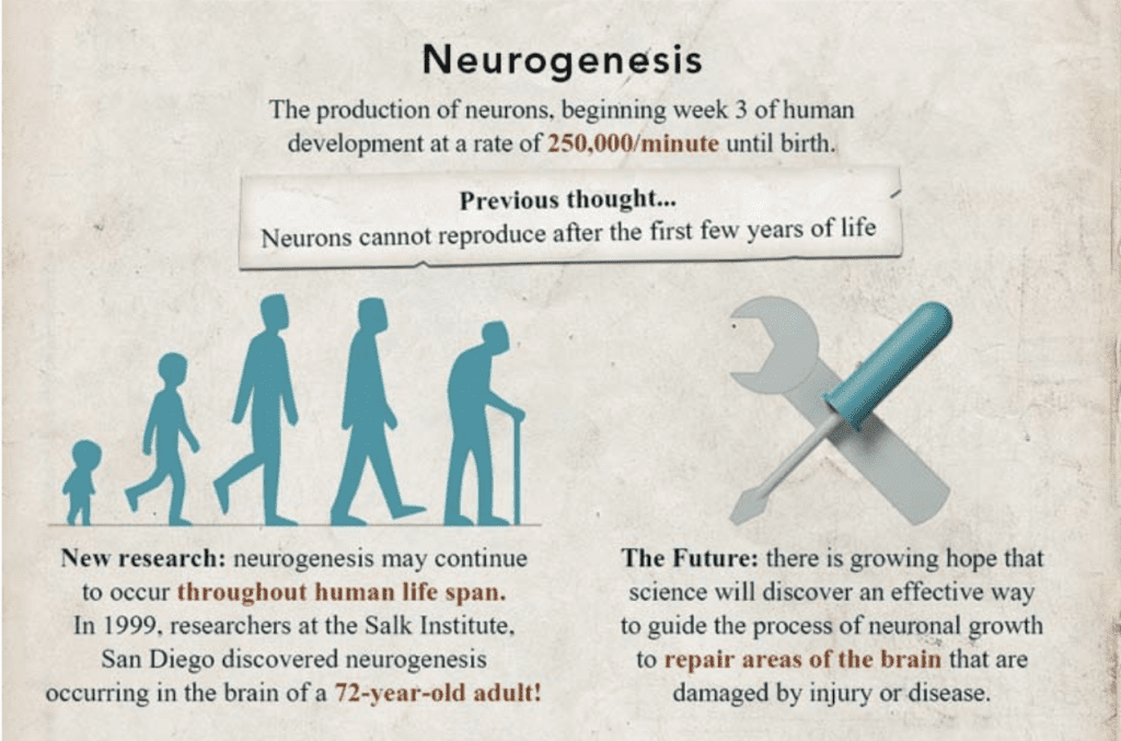 Neurogenesis