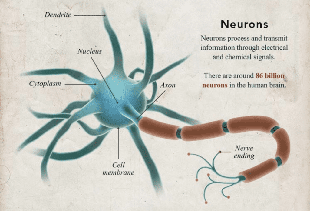 Neuroplasticity Neurons