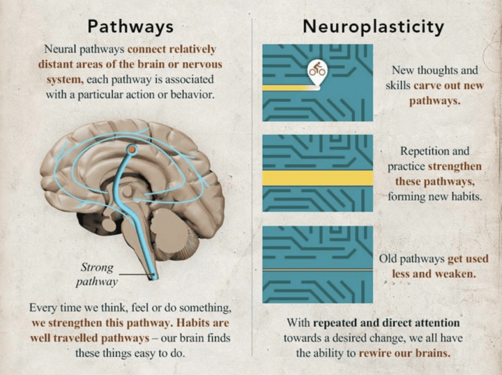 Neuroplasticity - Pathways
