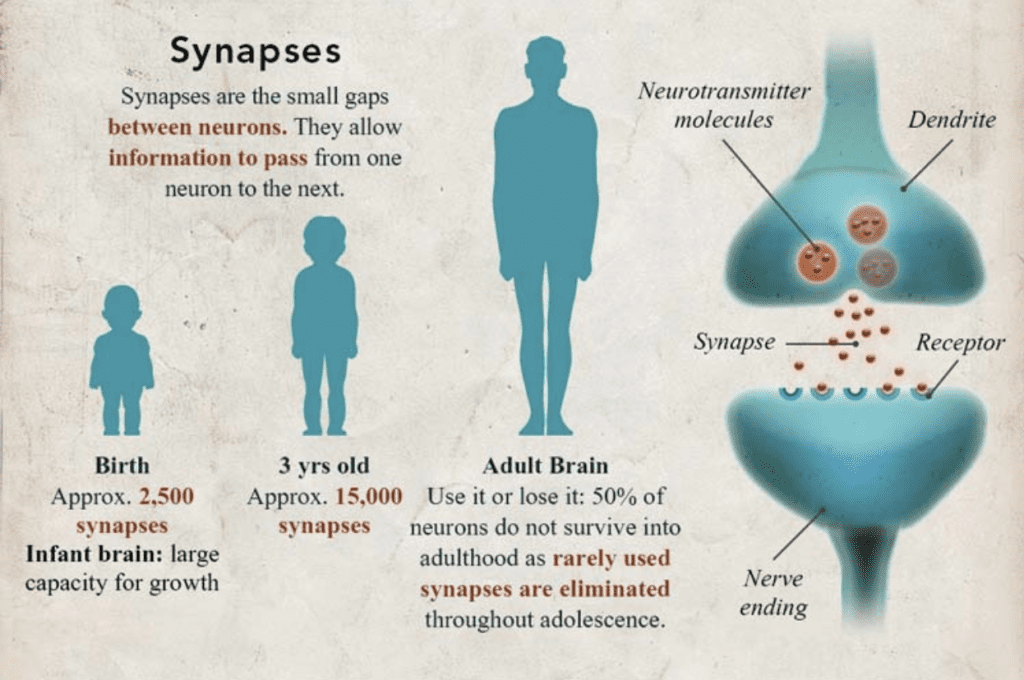 Neuroplasticity Synapses