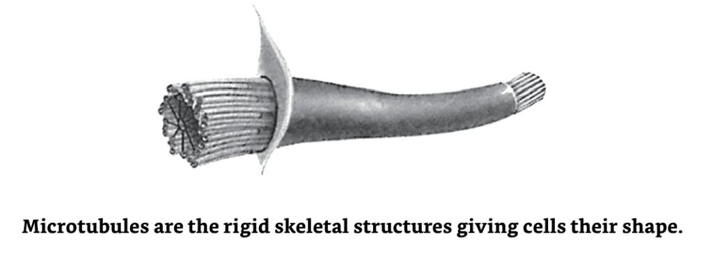 Microtubules