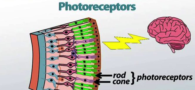 pineal gland photorecptors