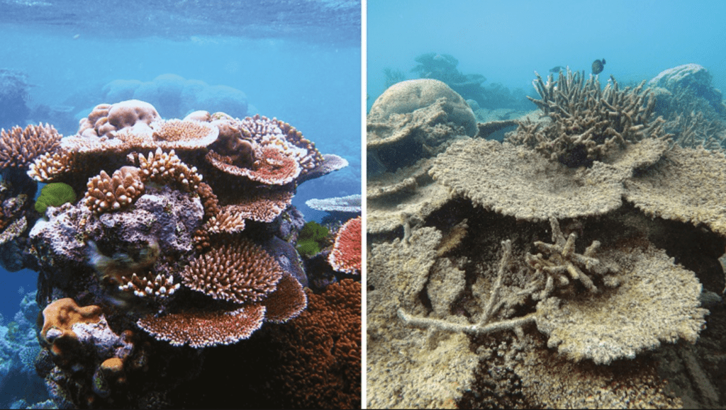 why are coral reefs dying